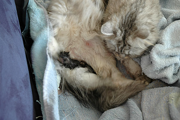 Britney en Dillon 2005-06-12, 01