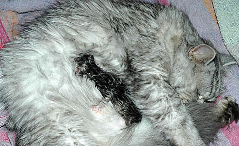 Britney en Mini Me 2005-06-12, 01a