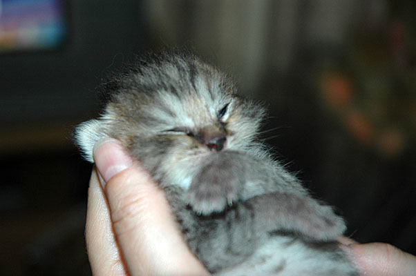 Dillon 2005-06-24, 03