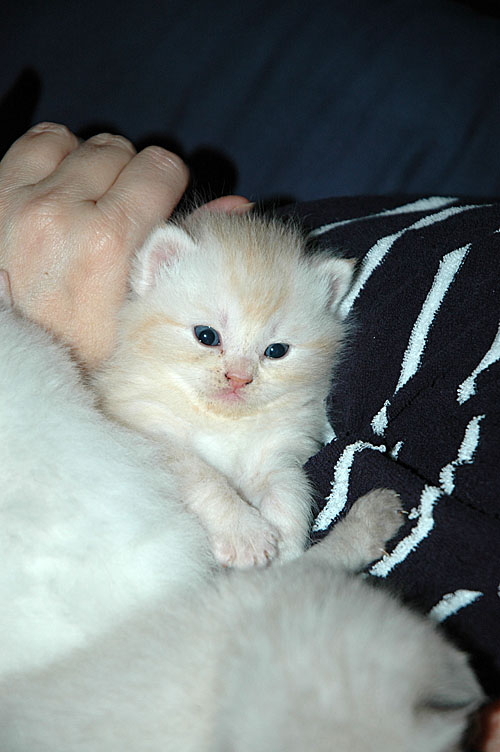 Frodo 2007-10-26, 01