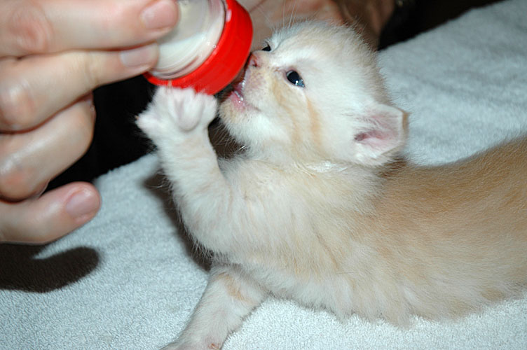 Frodo 2007-11-03, 04