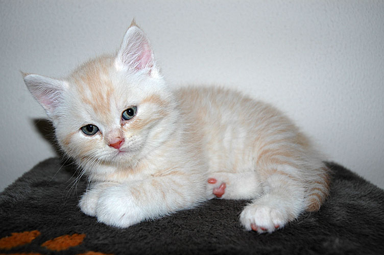 Frodo 2007-11-20, 02