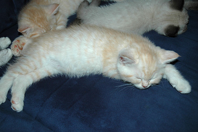 Frodo 2007-12-01, 01