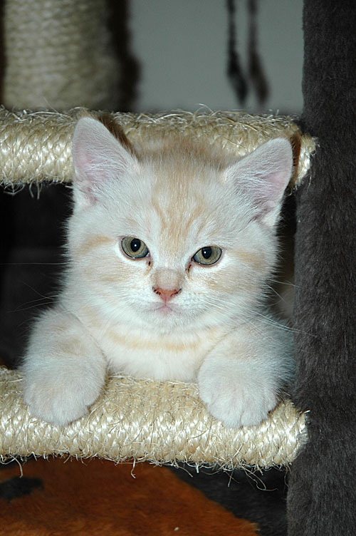 Frodo 2007-12-07, 04