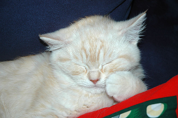 Frodo 2007-12-27, 04