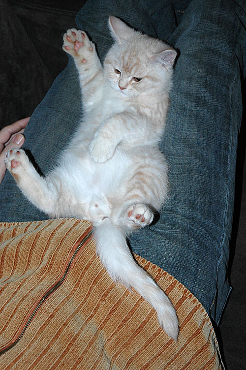 Frodo 2008-01-05, 02