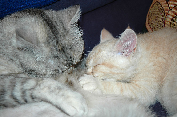 Frodo en Blue Tess 2007-12-30, 02