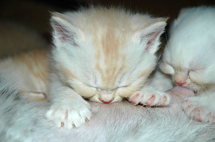 Frodo en Macho 2007-11-09, 02