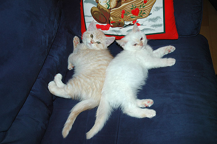 Frodo en Macho 2007-12-22, 01