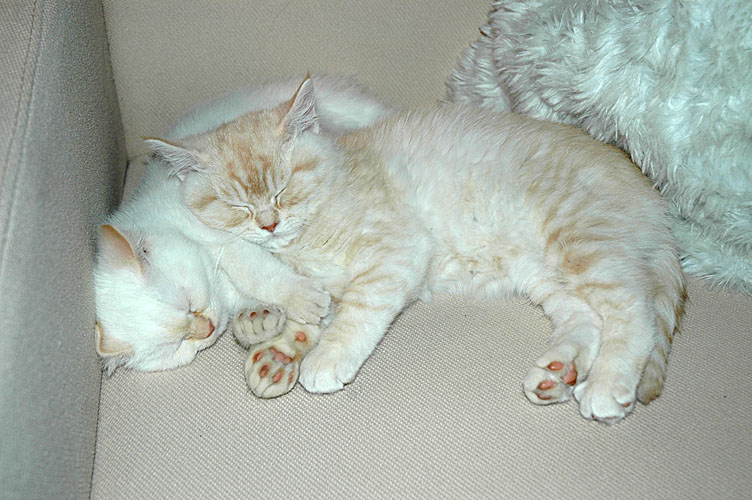 Frodo en Macho 2008-01-05, 07