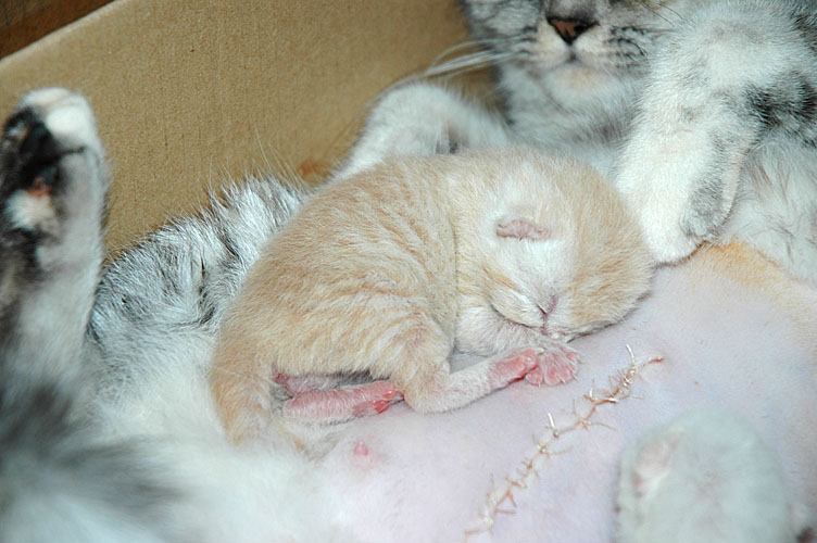 Frodo (Kai) 2007-10-10, 03