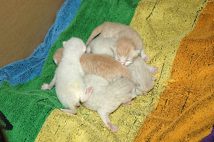 Kittens 2007-10-09, 04