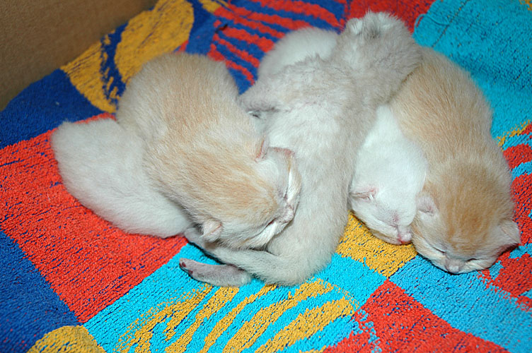 Kyra, Frodo, Laleh, Macho en Taji 2007-10-14, 01