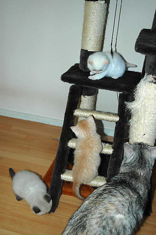 Kyra, Taji, Macho en Blue Tess 2007-11-12, 01