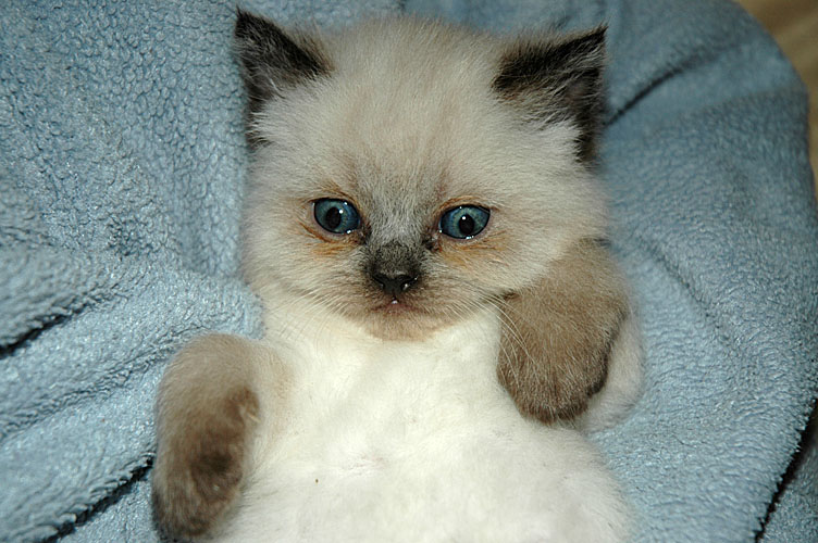 Laleh 2007-11-07, 02