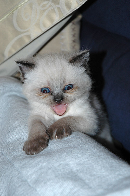 Laleh 2007-11-09, 04