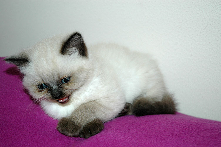 Laleh 2007-11-21, 01