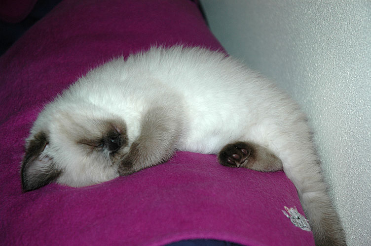 Laleh 2007-12-01, 01