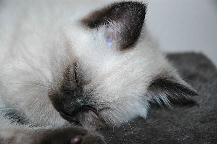 Laleh 2007-12-06, 02