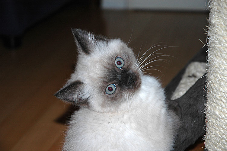 Laleh 2007-12-16, 02