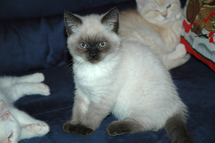 Laleh 2007-12-22, 07