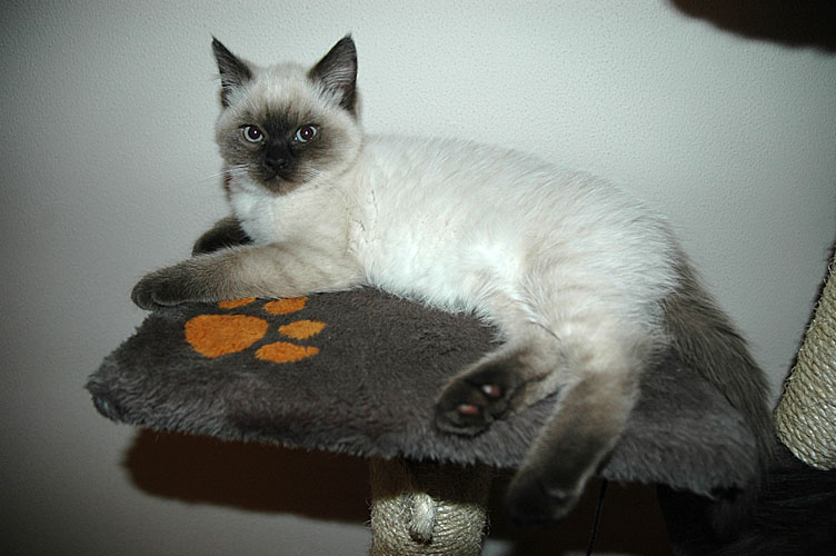 Laleh 2007-12-27, 02