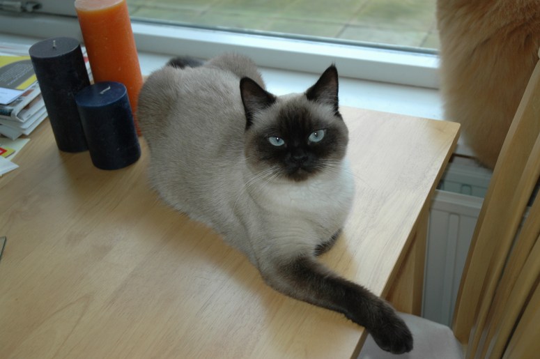 Laleh 2009-10-30, 01