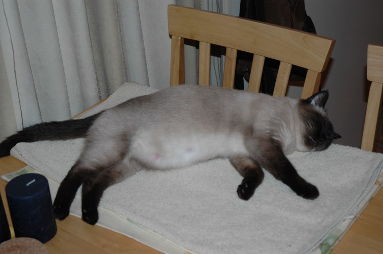 Laleh 2009-12-03, 01