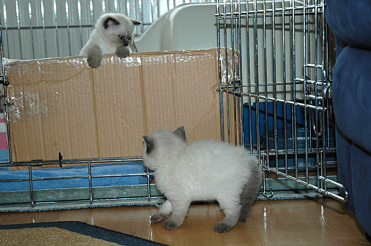 Laleh en Kyra 2007-11-12, 01