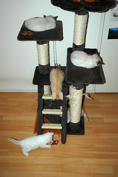 Laleh, Macho, Frodo, Taji en Kyra 2007-12-07, 01