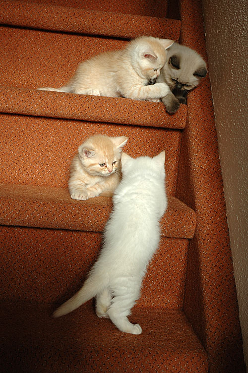 Laleh, Macho, Taji en Frodo 2007-11-22, 02