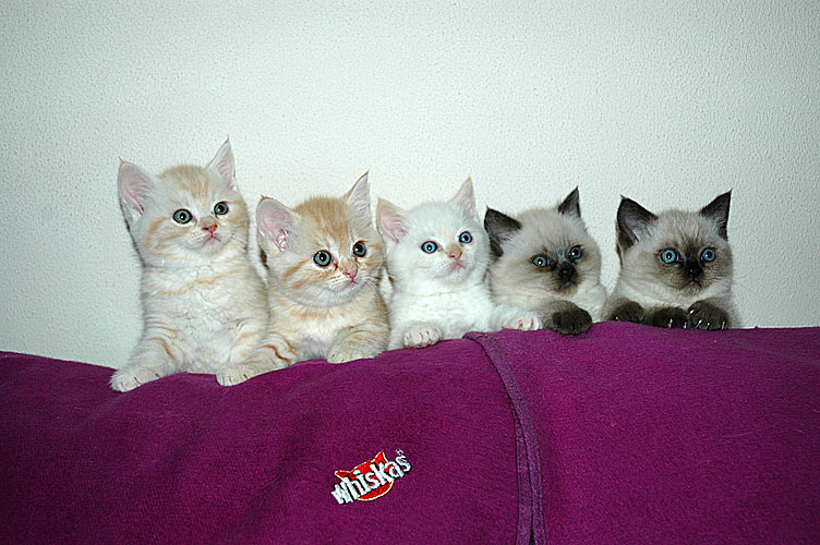 Laleh, Macho, Taji, Frodo en Kyra 2007-11-22, 10