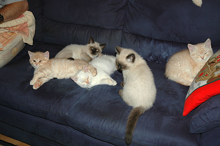 Laleh, Macho, Taji, Frodo en Kyra 2007-12-22, 03
