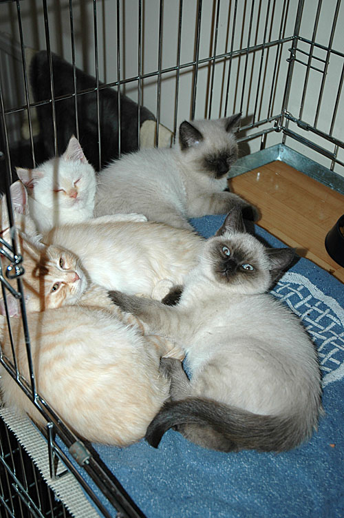 Laleh, Macho, Taji, Frodo en Kyra 2007-12-26, 02