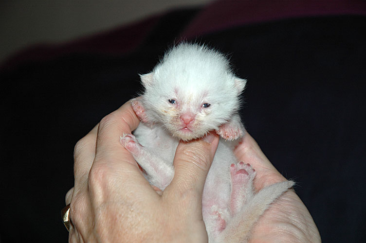 Macho 2007-10-19, 04