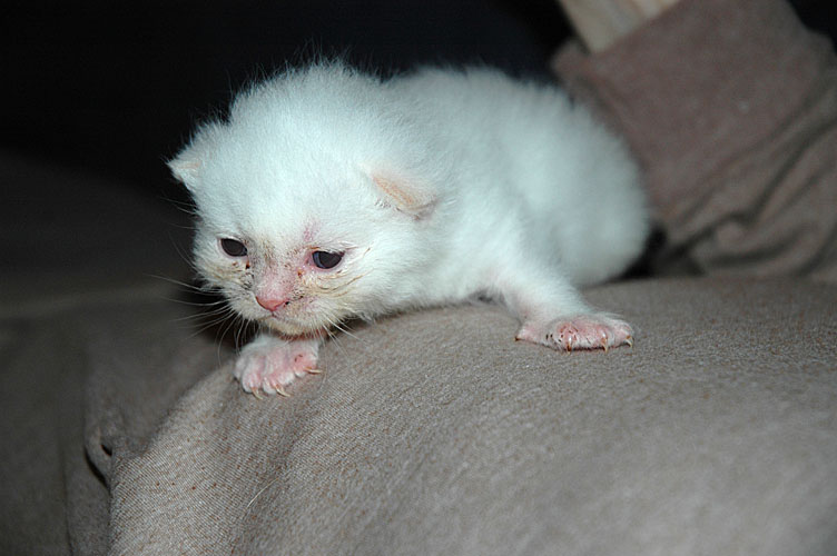 Macho 2007-10-24, 01