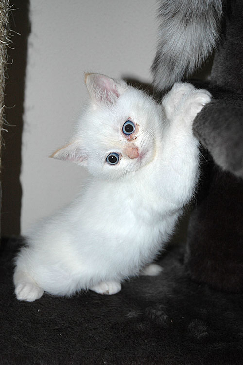 Macho 2007-11-20, 02