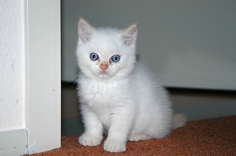 Macho 2007-11-27, 04