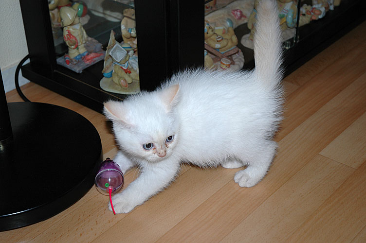 Macho 2007-12-07, 01