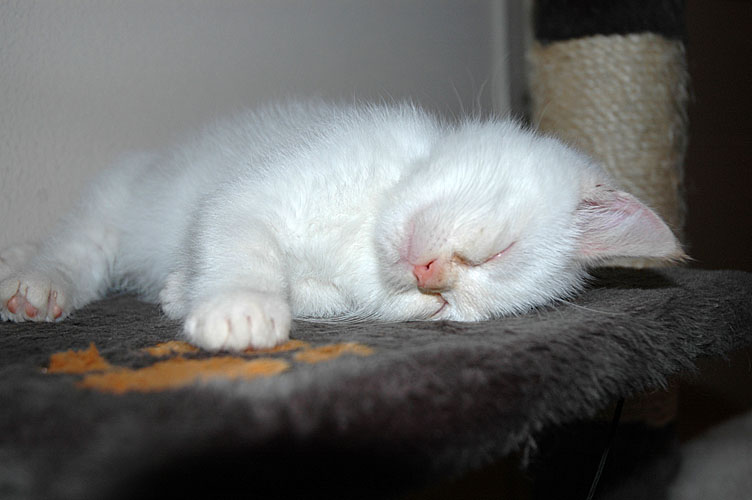 Macho 2007-12-16, 01