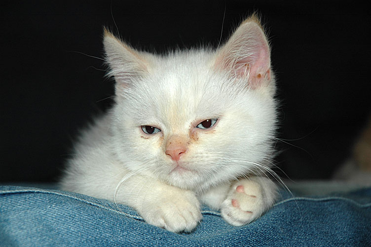 Macho 2007-12-22, 02