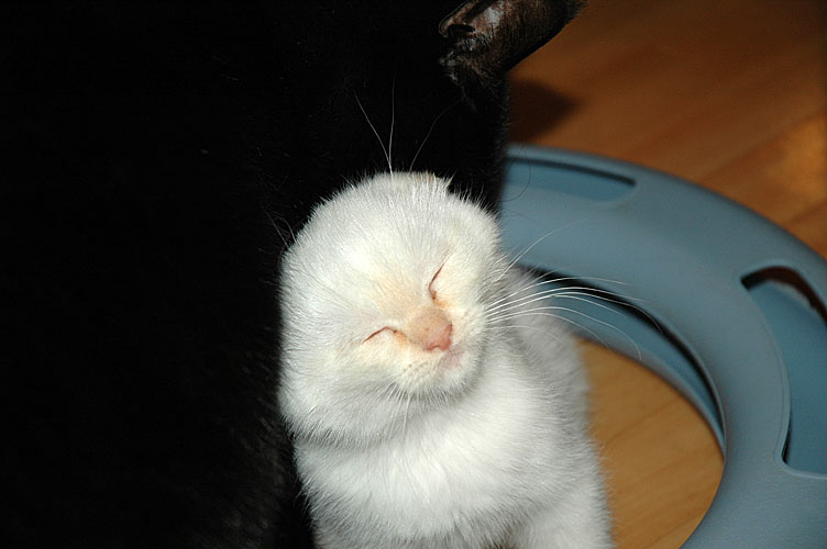 Macho 2007-12-30, 06