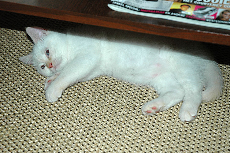 Macho 2008-01-05, 03