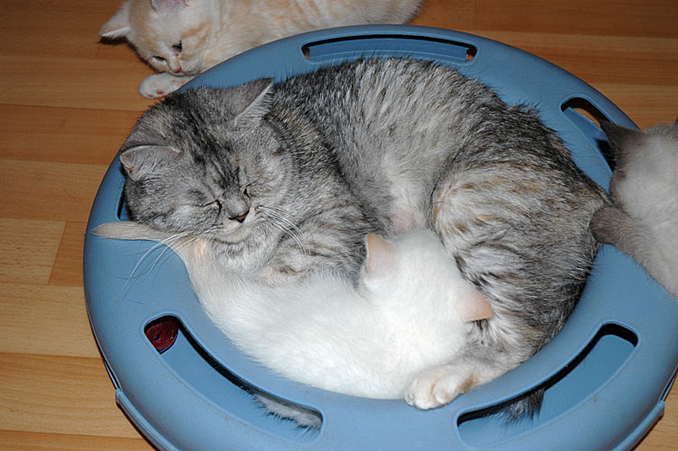 Macho en Blue Tess 2007-11-22, 02