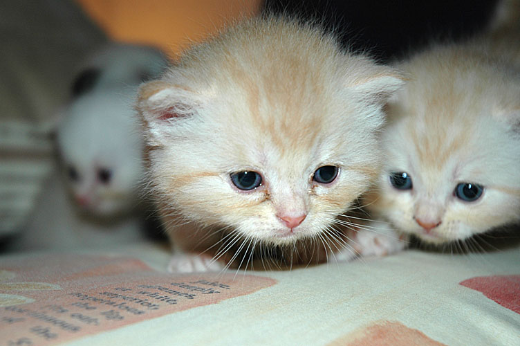 Taji en Frodo 2007-11-01, 02