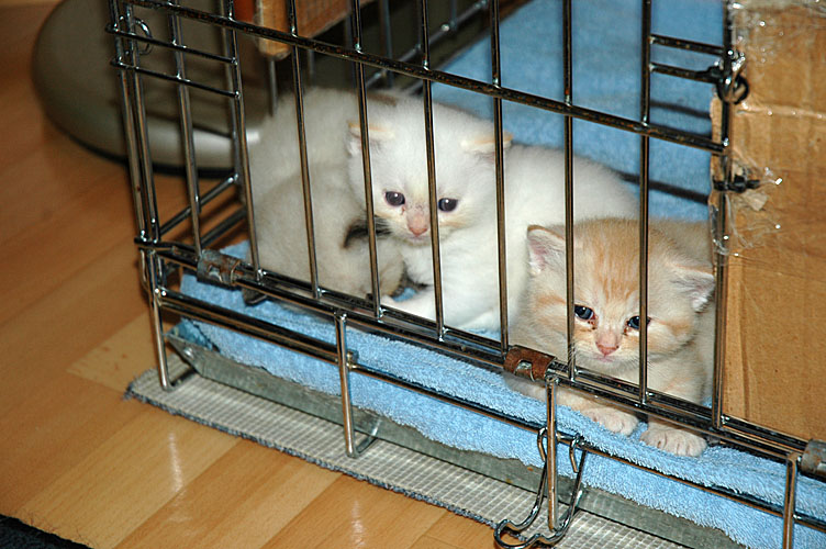 Taji, Macho en Kyra 2007-11-04, 01