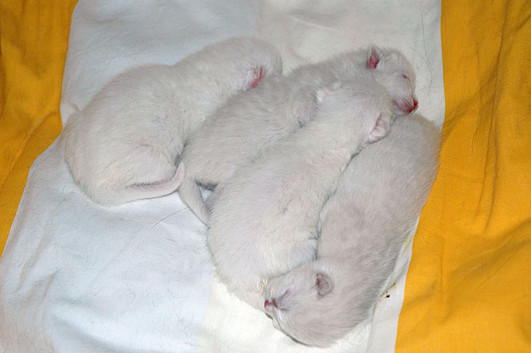 W00_Punky, Elmo, Shanna en Gaia 2009-12-05, 01