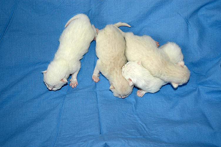 W01_Punky, Gaia, Elmo en Shanna 2009-12-09, 03