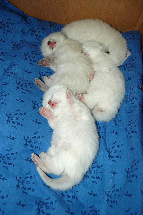 W02_Punky, Elmo, Shanna en Gaia 2009-12-14, 01