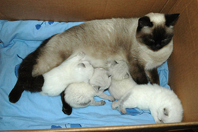 W03_Laleh en kids 2009-12-21, 01